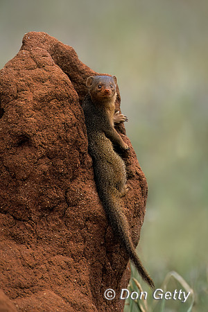 Dwarf Mongoose