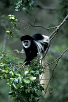 Colobus Monkey