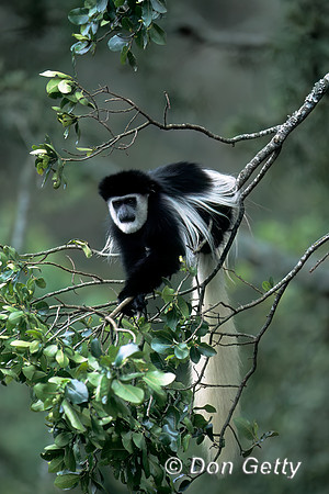 Colobus Monkey