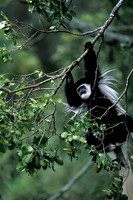 Colobus Monkey