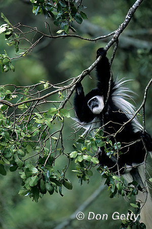 Colobus Monkey