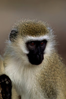 Vervet Monkey
