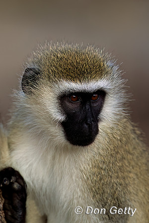 Vervet Monkey