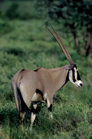 Oryx