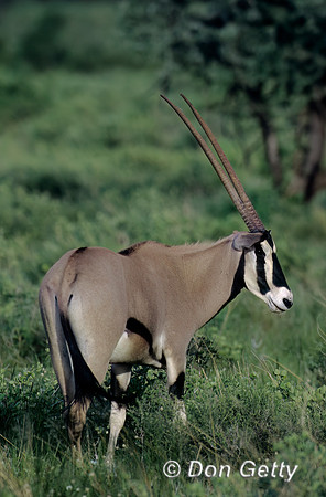 Oryx