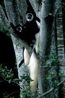 Monkey, Colobus
