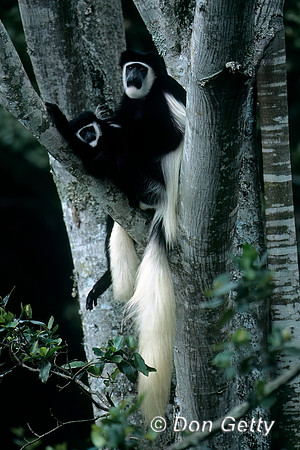 Colobus Monkey