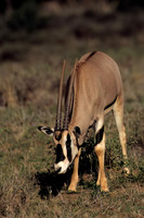 Oryx
