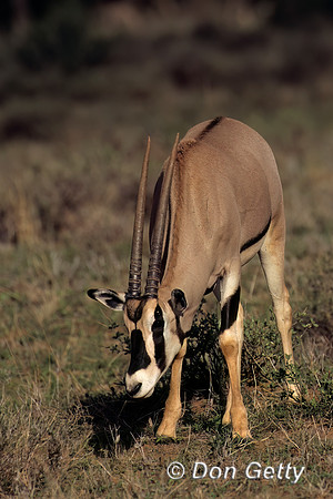 Oryx