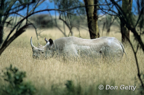Black Rhino
