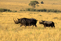Black Rhino