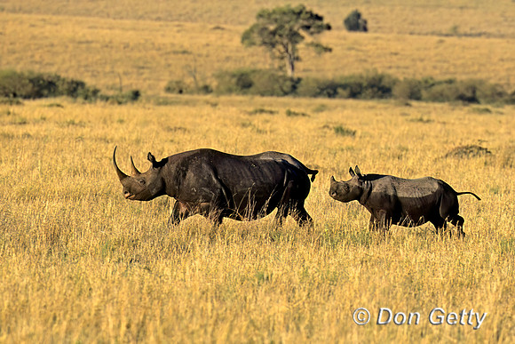 Black Rhino