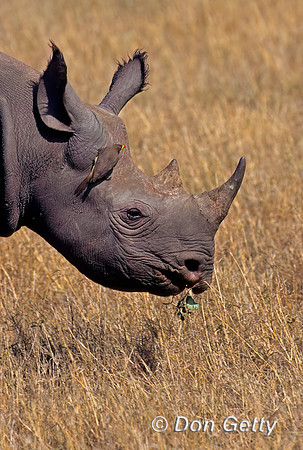 Black Rhino