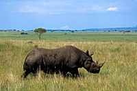 Black Rhino