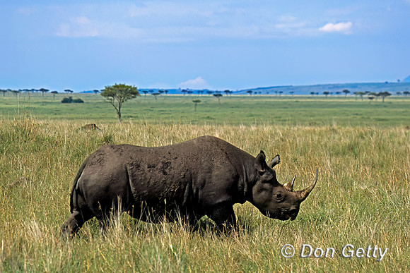 Black Rhino
