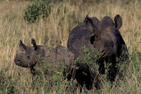 Black Rhino