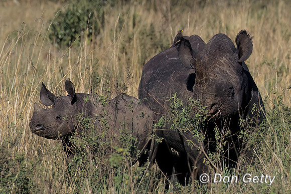 Black Rhino