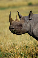 Black Rhino
