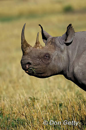Black Rhino