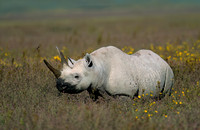 Black Rhinoceros