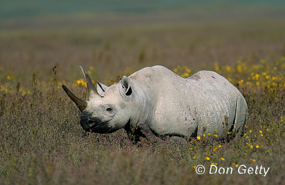 Black Rhinoceros