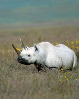 Black Rhinoceros