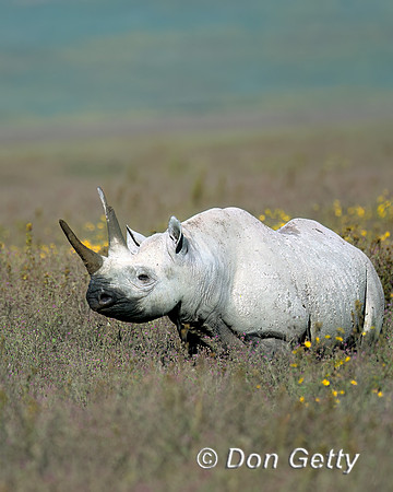 Black Rhinoceros