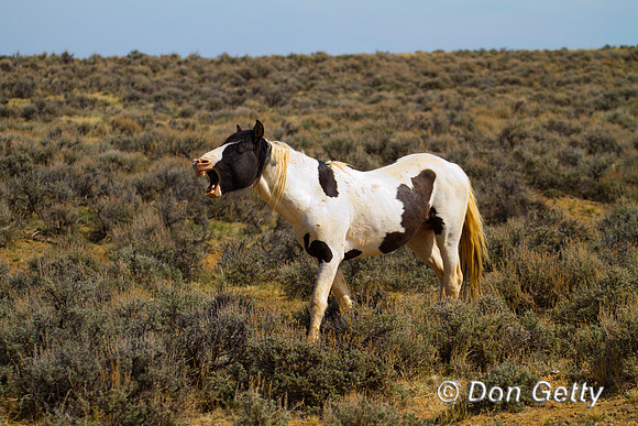 Horse_IMG_0549