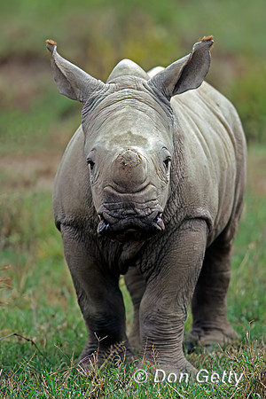 White Rhino