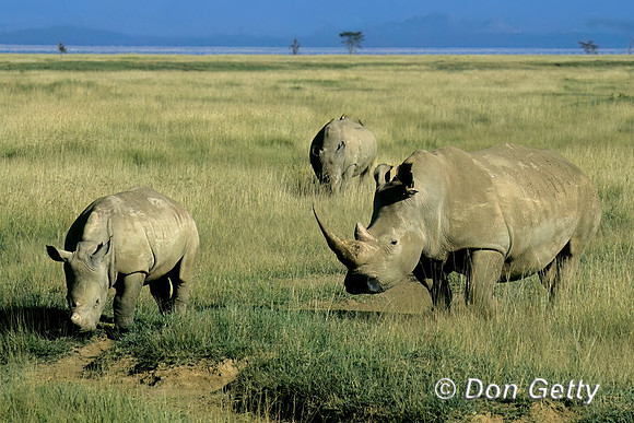 White Rhino