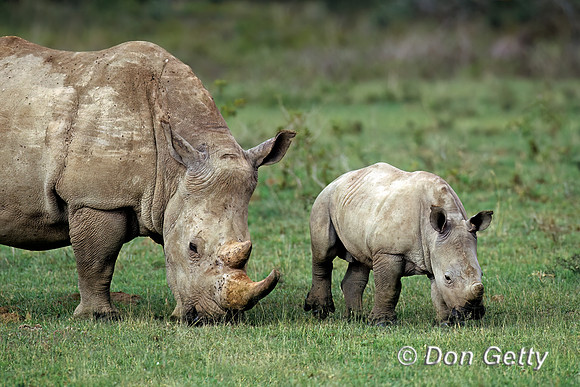 White Rhino