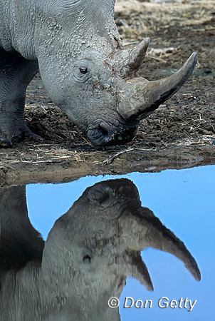 White Rhino