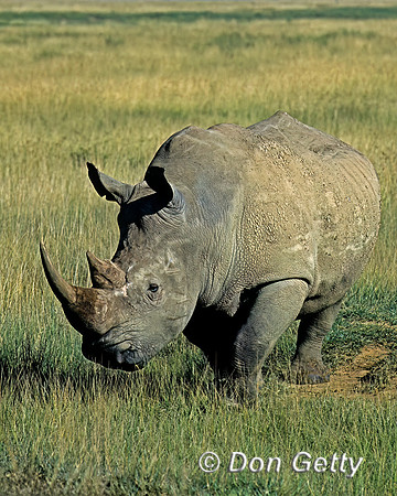 White Rhino