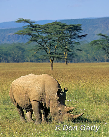 White Rhino