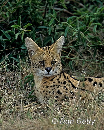 Serval