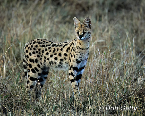Serval