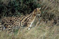 Serval
