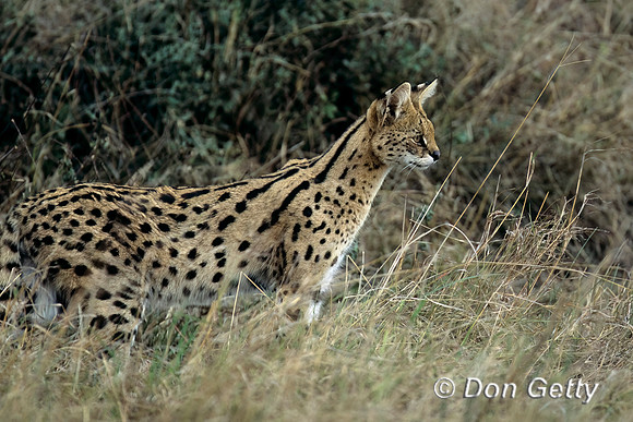 Serval