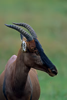 Topi