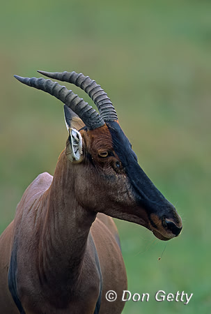 Topi