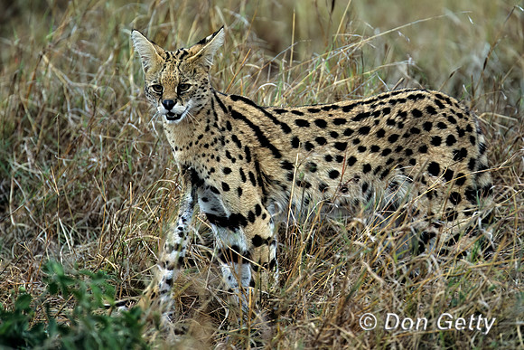 Serval