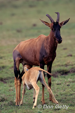 Topi