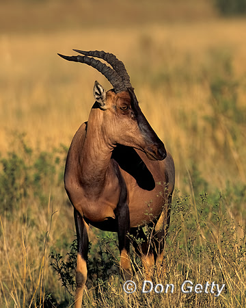 Topi