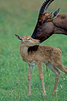 Topi