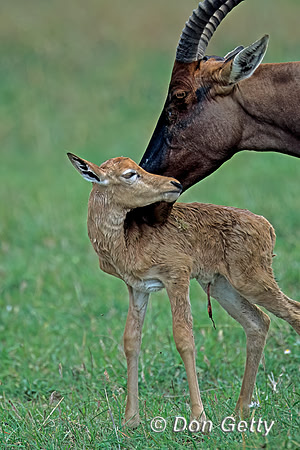 Topi