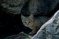 Wild Cat
