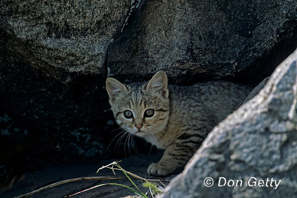Wild Cat