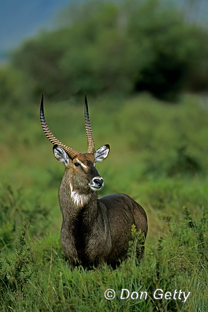Waterbuck