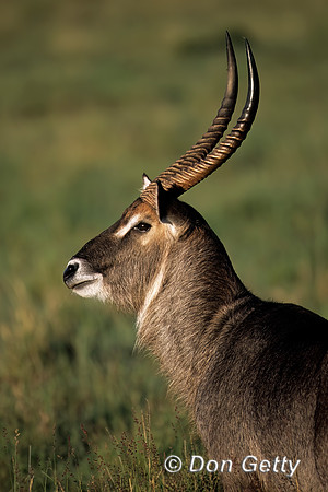 Waterbuck