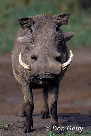 Warthog
